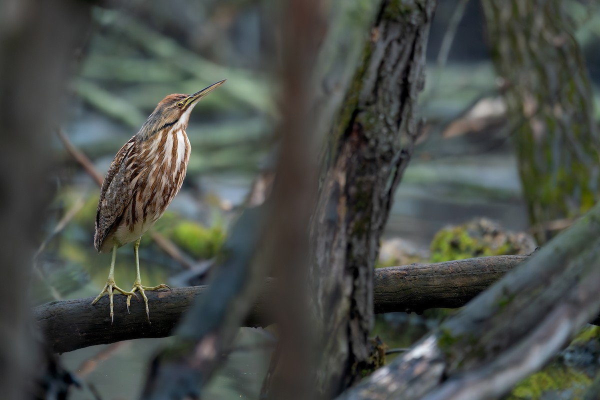 American Bittern - ML643079829