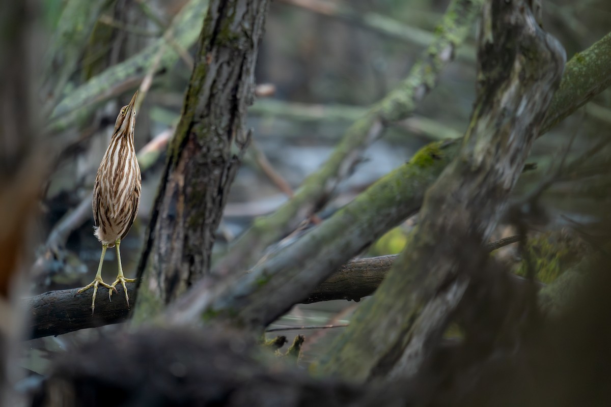 American Bittern - ML643079831