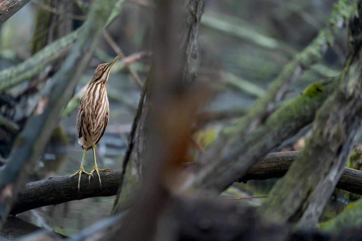American Bittern - ML643079832