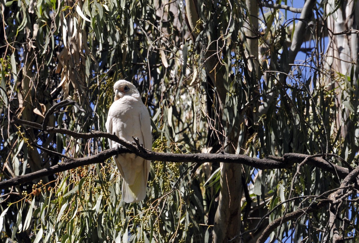 Little Corella - ML643079845