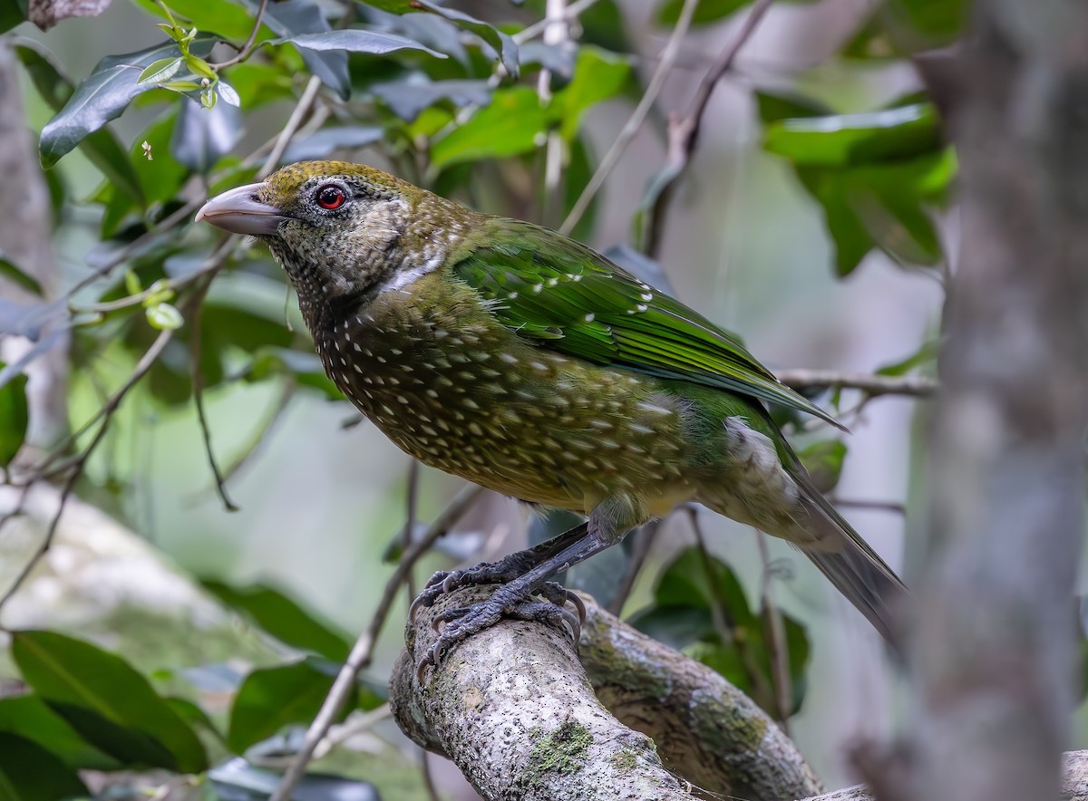 Green Catbird - ML643079853