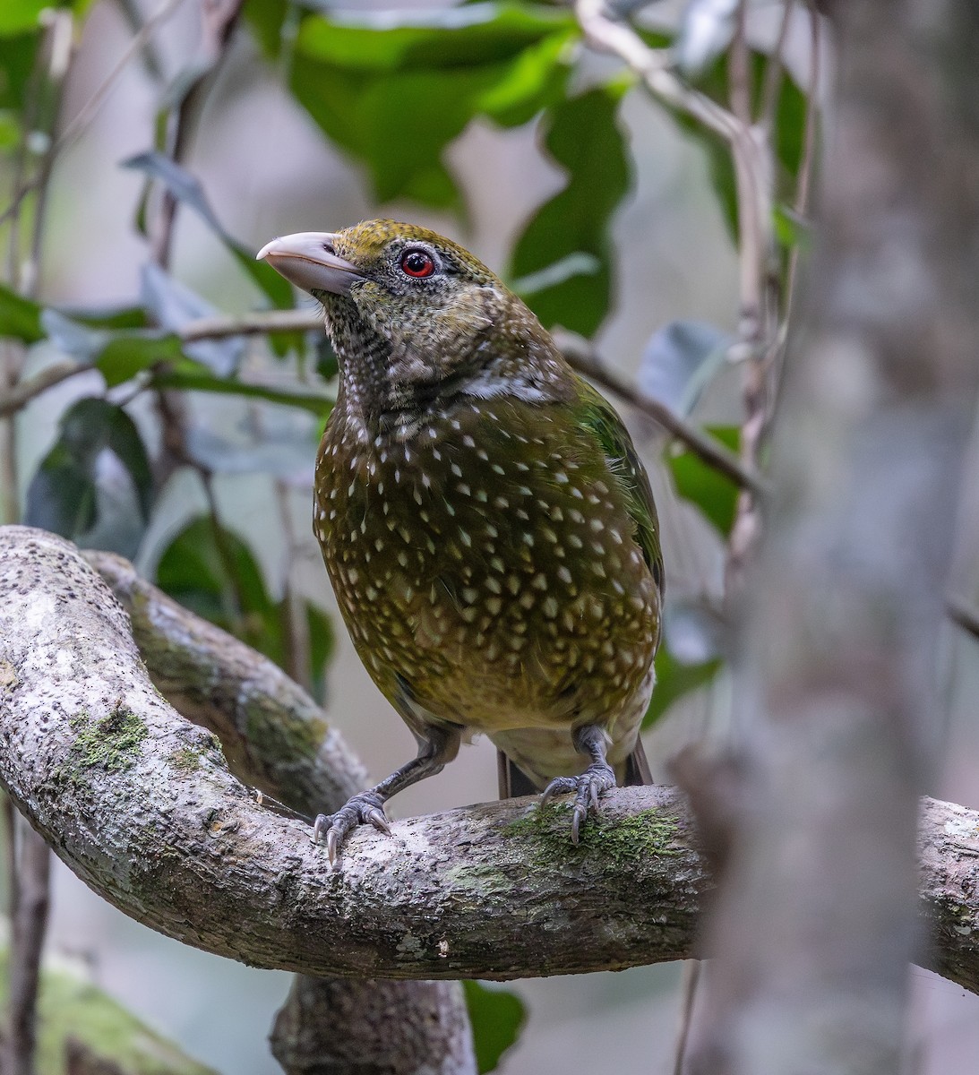 Green Catbird - ML643079854