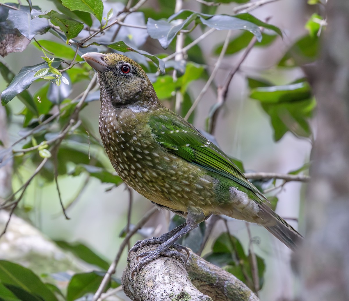 Green Catbird - ML643079855