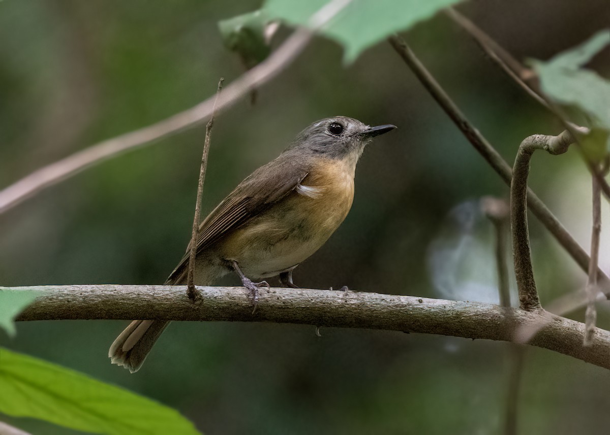 Pale-chinned Flycatcher - ML643079859