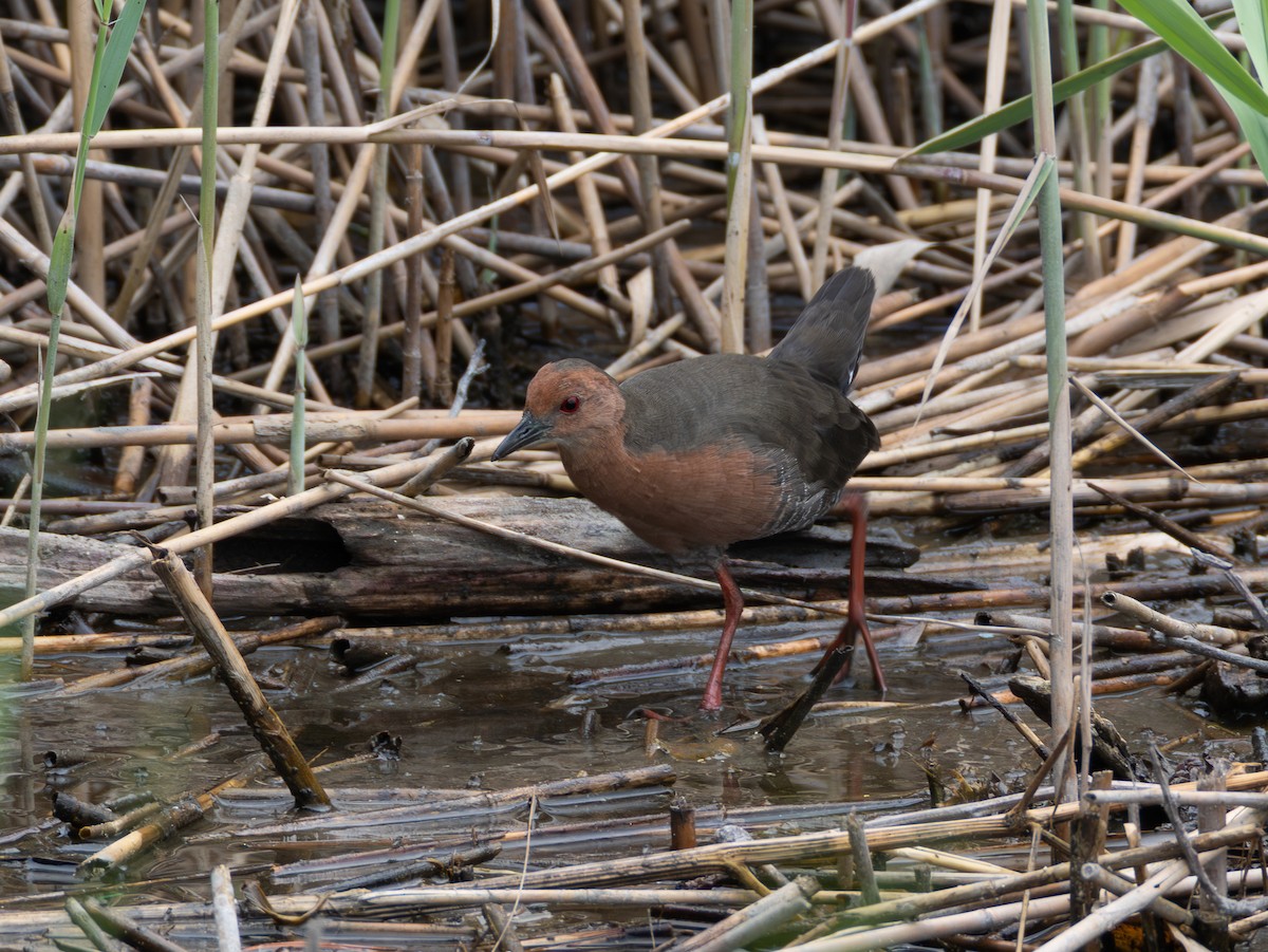 Ruddy-breasted Crake - ML643079881