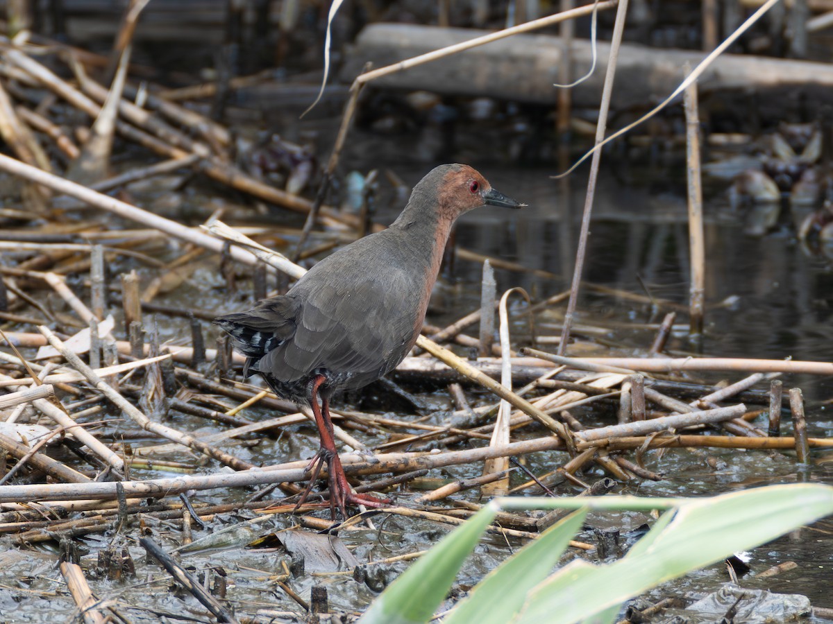 Ruddy-breasted Crake - ML643079882