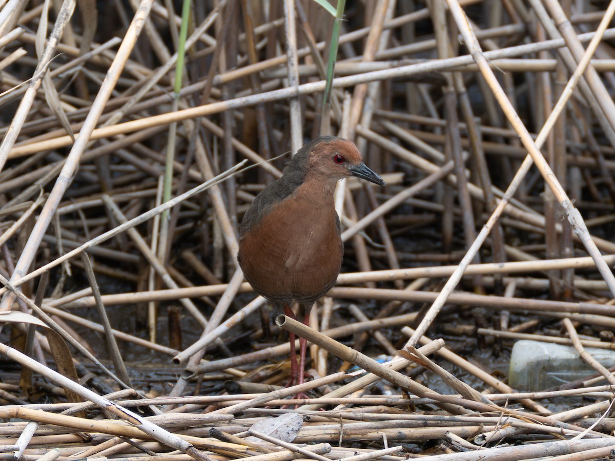 Ruddy-breasted Crake - ML643079883