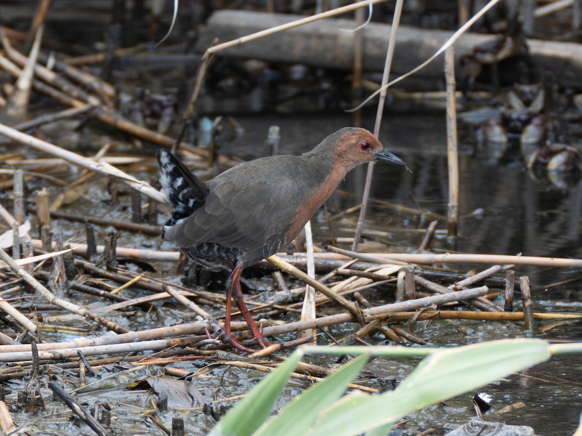 Ruddy-breasted Crake - ML643079884