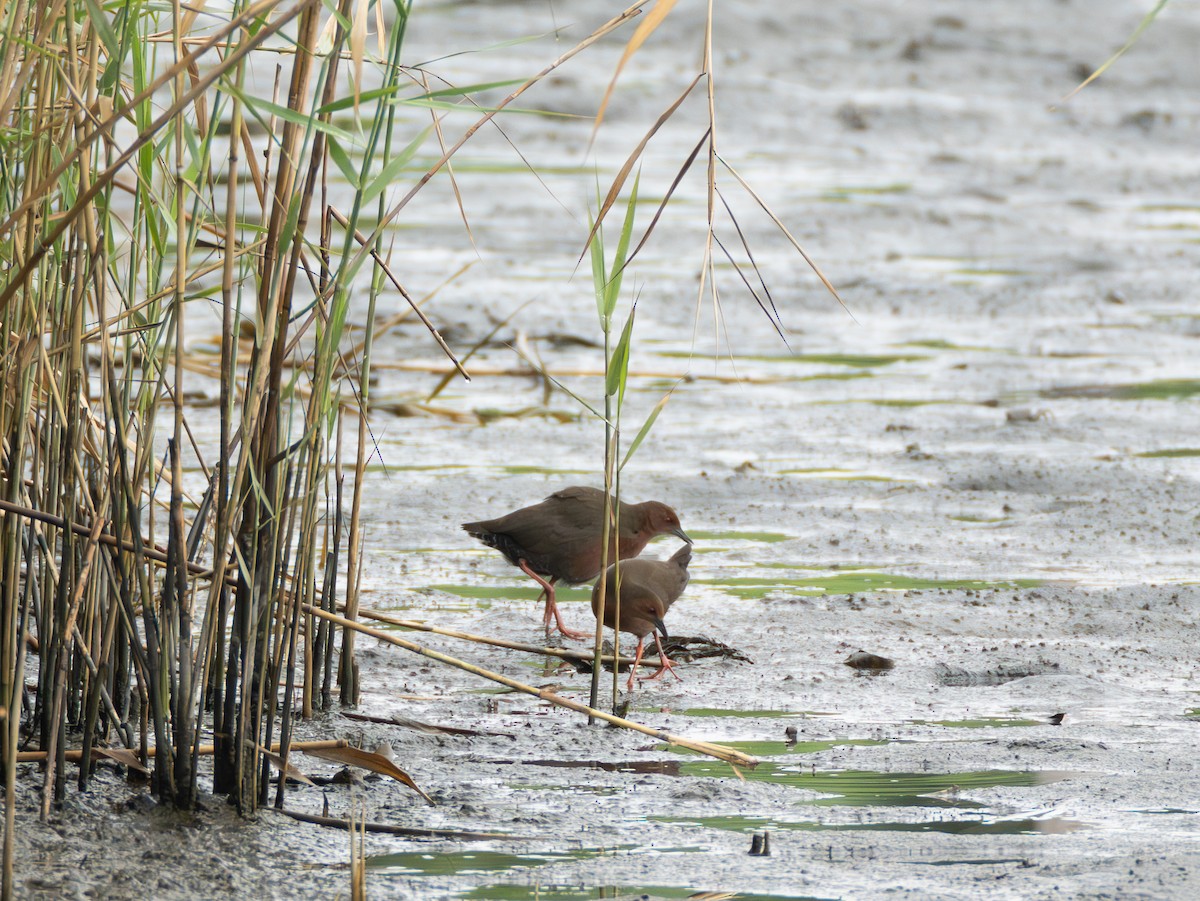 Ruddy-breasted Crake - ML643079888