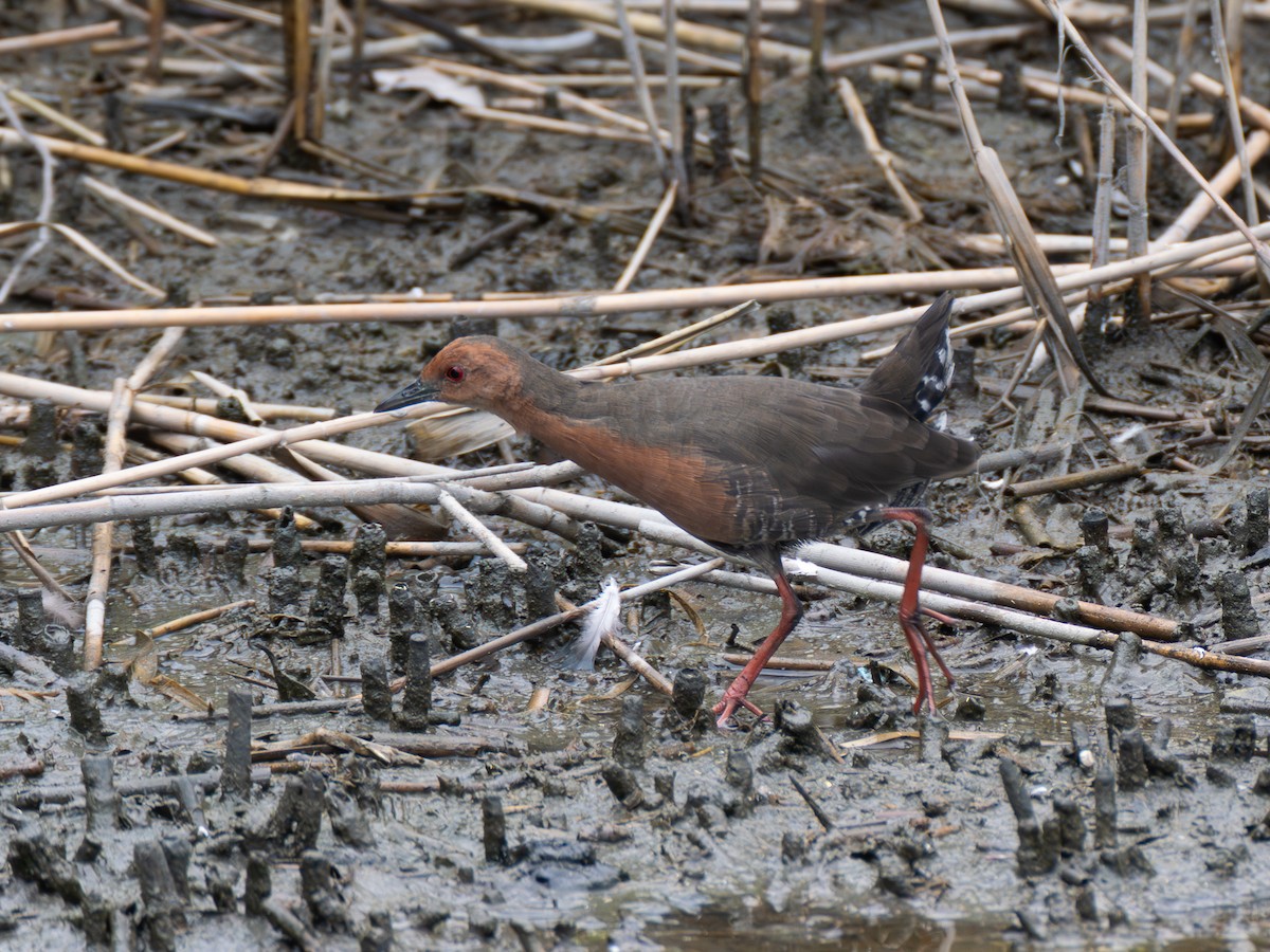 Ruddy-breasted Crake - ML643079889