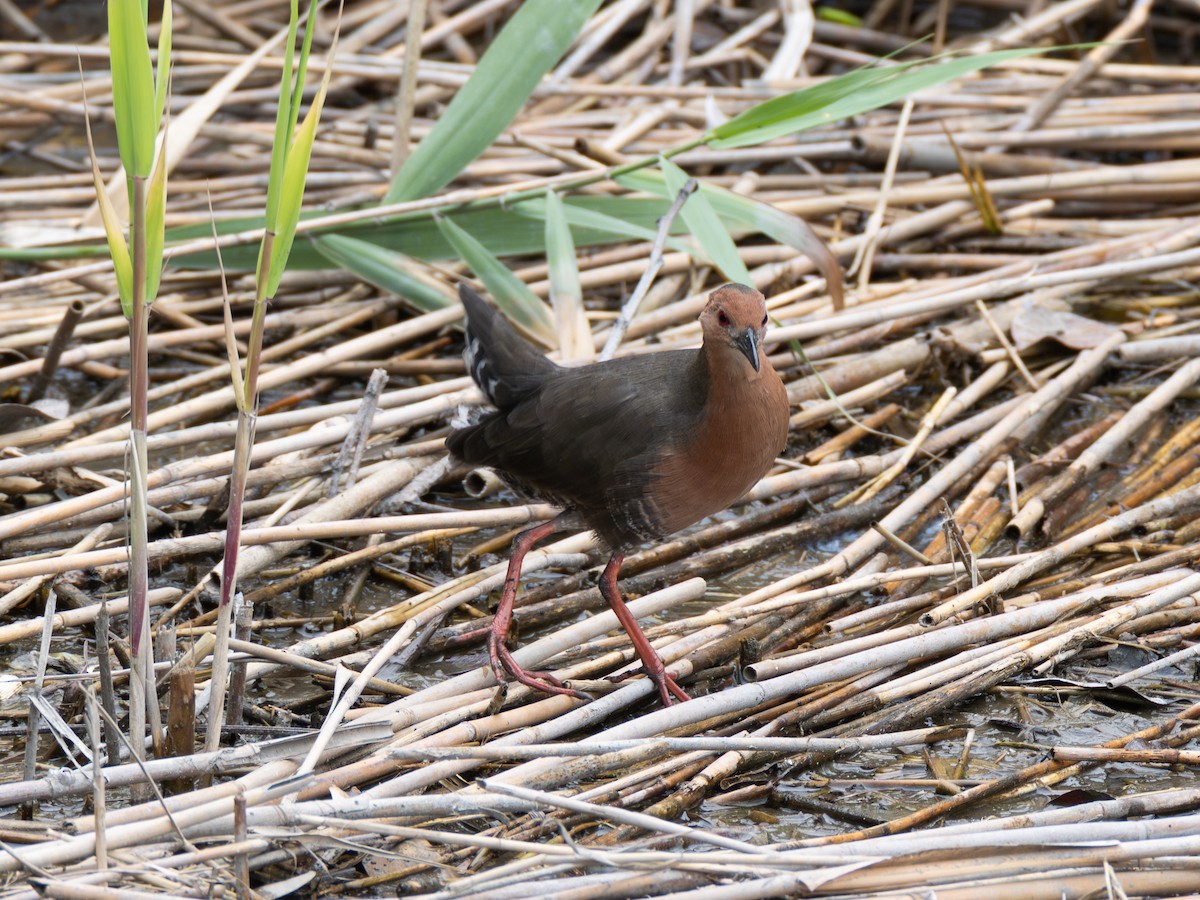 Ruddy-breasted Crake - ML643079890