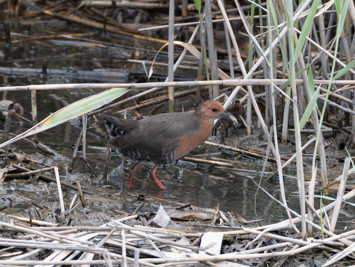 Ruddy-breasted Crake - ML643079891