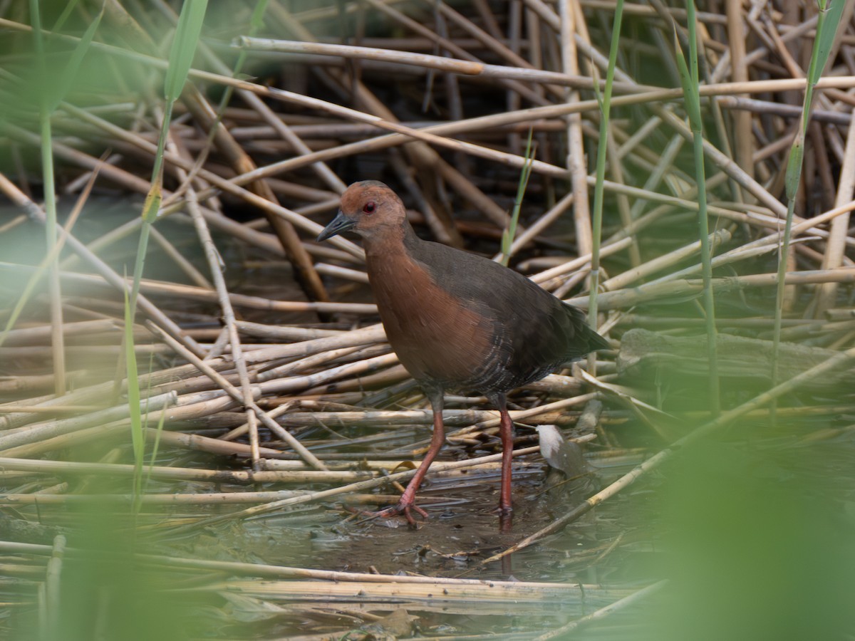 Ruddy-breasted Crake - ML643079892