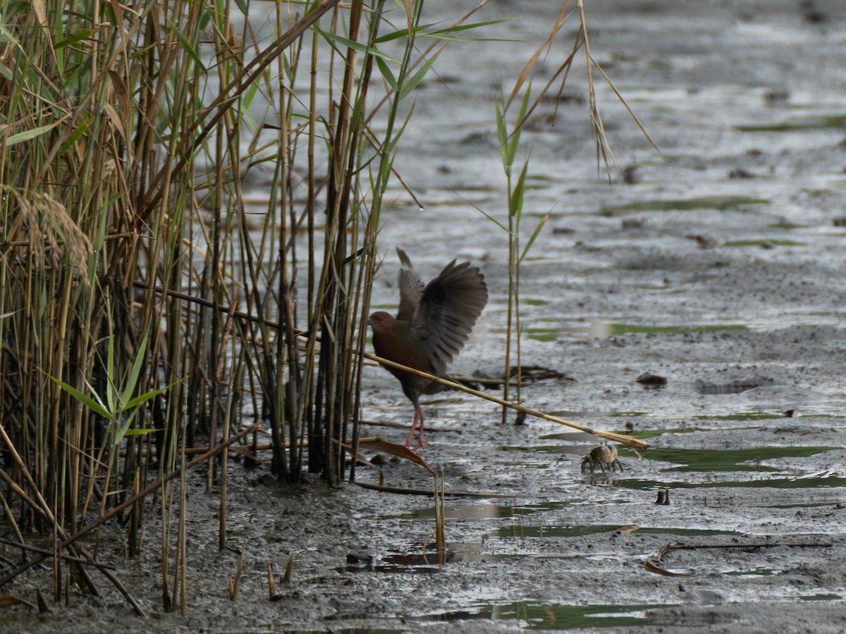 Ruddy-breasted Crake - ML643079893
