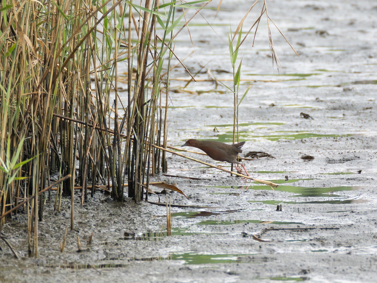Ruddy-breasted Crake - ML643079894