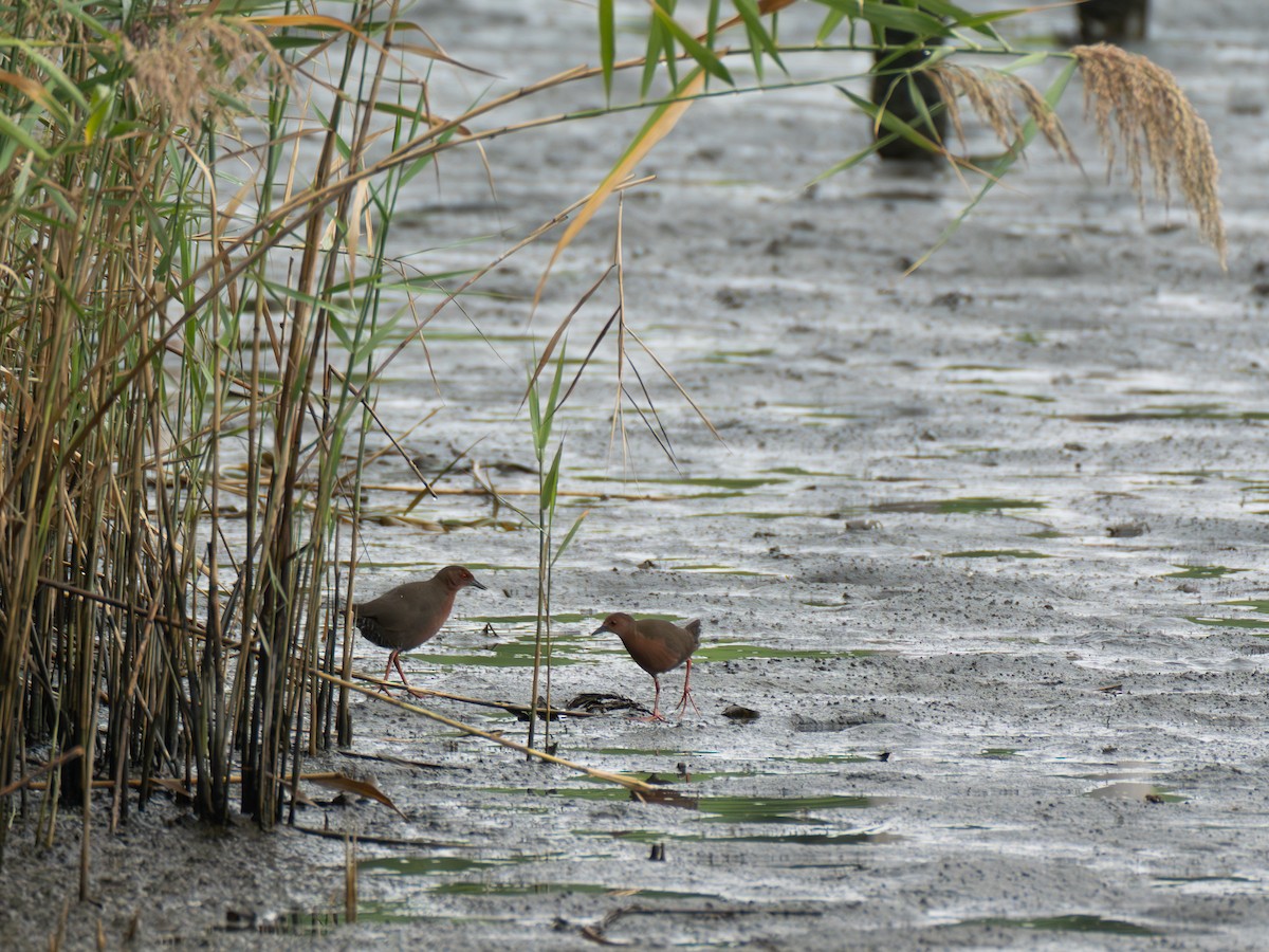 Ruddy-breasted Crake - ML643079895