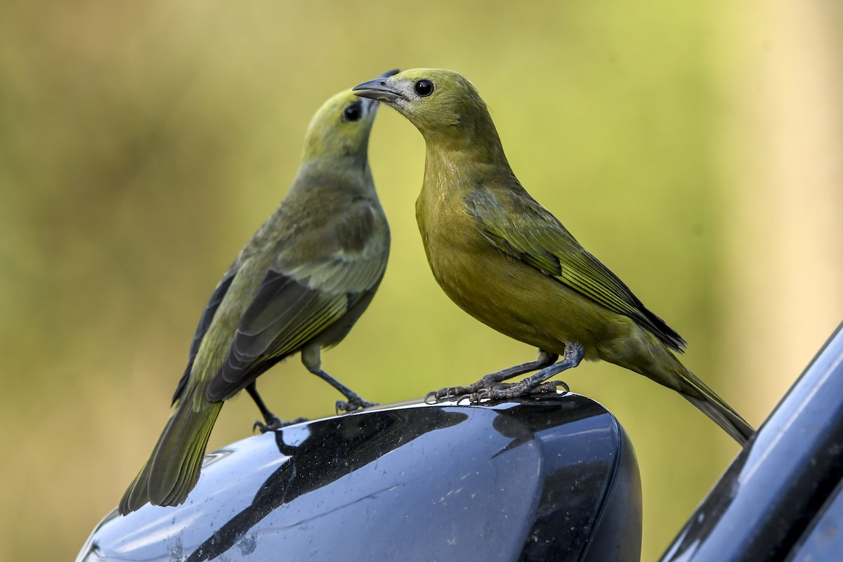 Palm Tanager - ML643079899