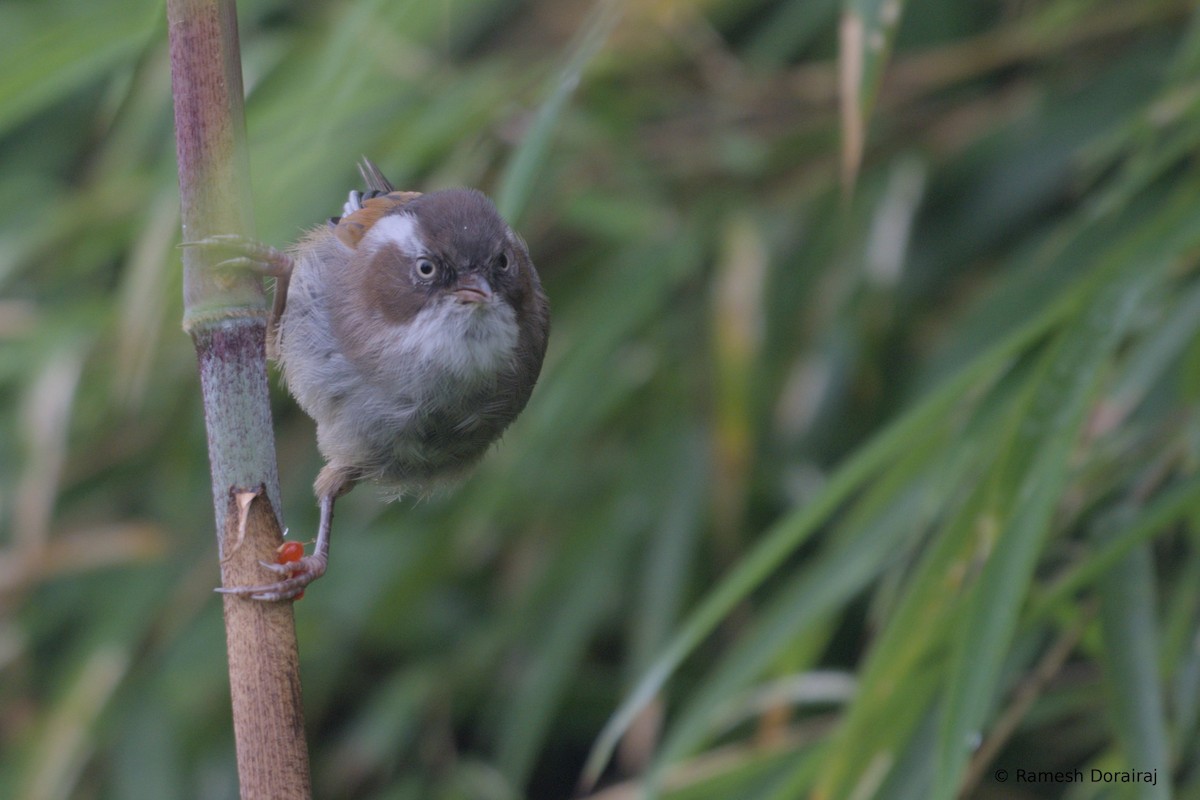White-browed Fulvetta - ML643079900