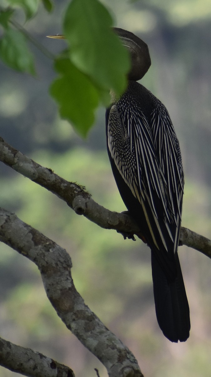 anhinga indomalajská - ML643079904