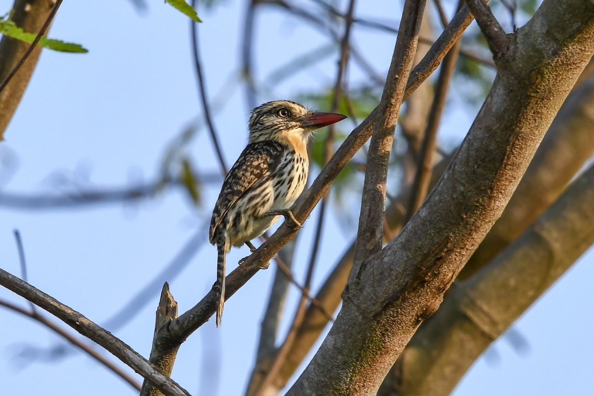 Fleckmantel-Faulvogel (striatipectus) - ML643079905