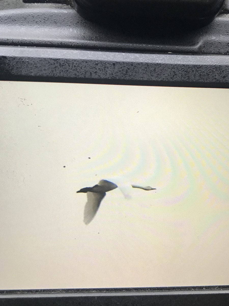 Whooper Swan - ML643079912