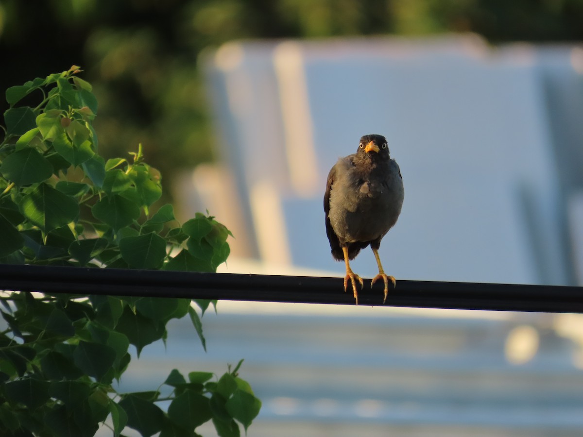 Javan Myna - ML643079921