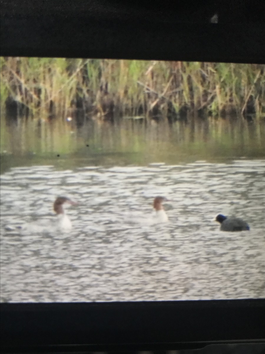 Common Merganser - ML643079974