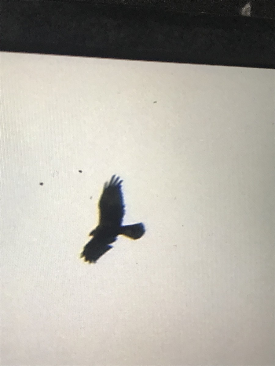 Western Marsh Harrier - ML643080004