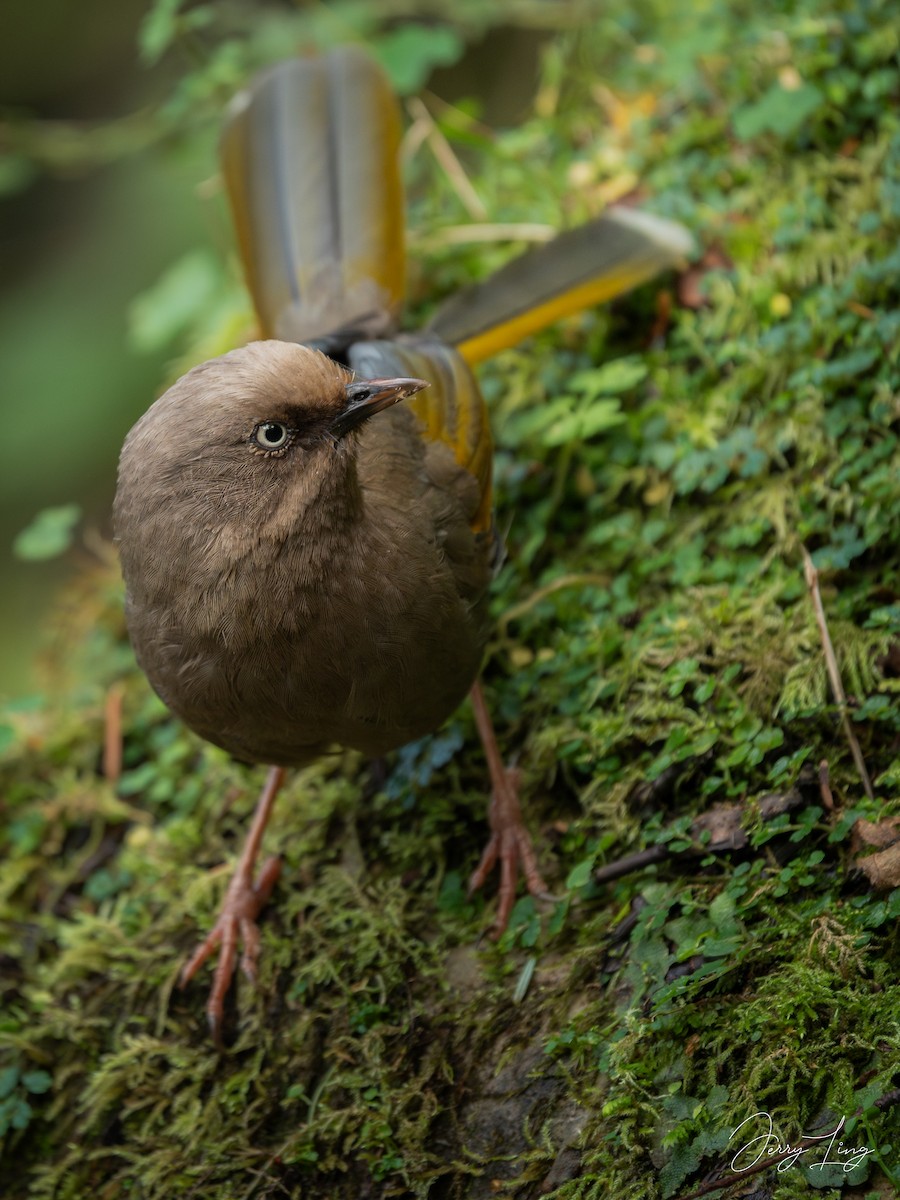 Elliot's Laughingthrush - ML643080011