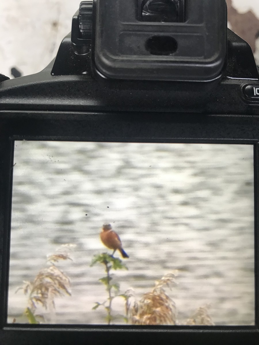 European Stonechat - ML643080012