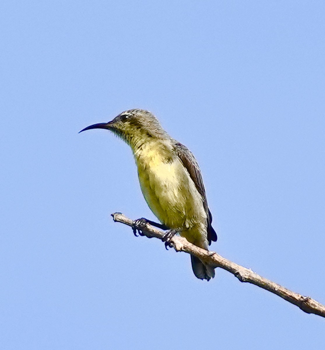 Purple Sunbird - ML643080026