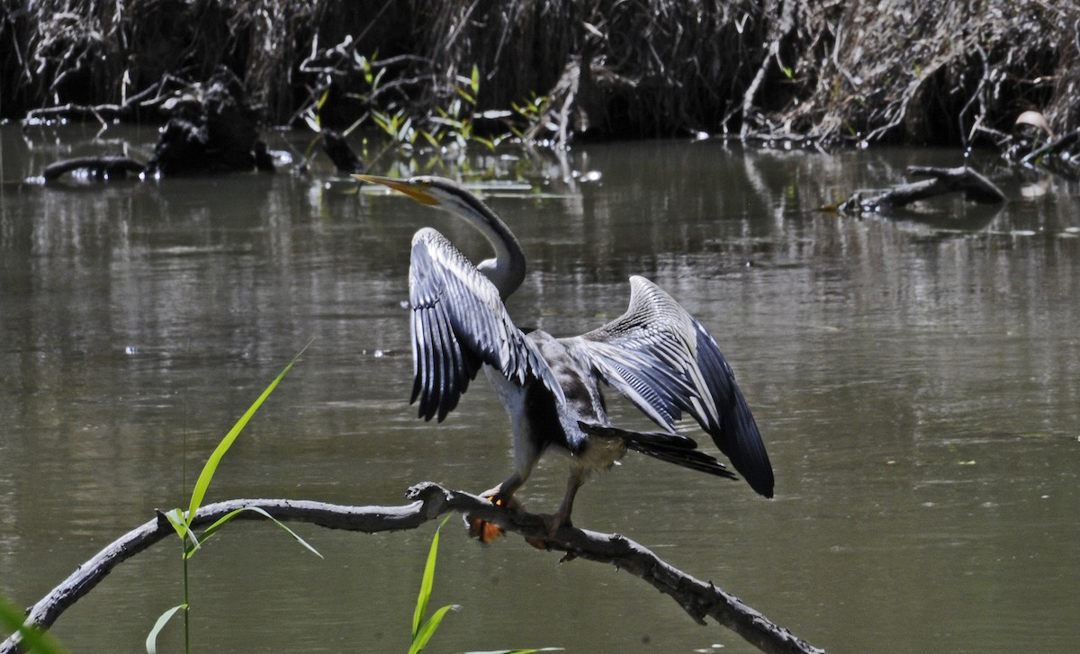 Australasian Darter - ML643080032