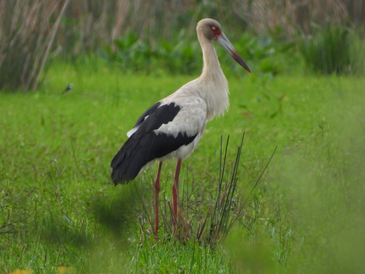 Maguari Stork - ML643080035