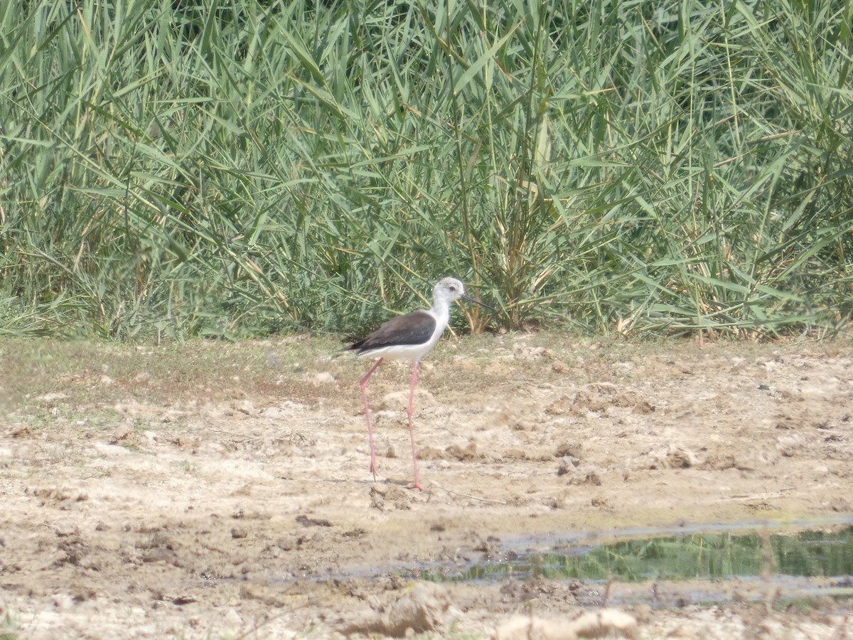 Black-winged Stilt - ML643080070