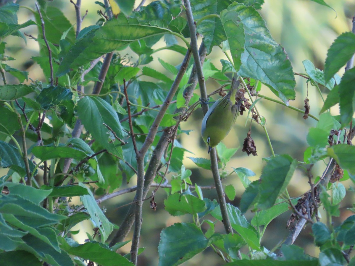 Swinhoe's White-eye - ML643080073