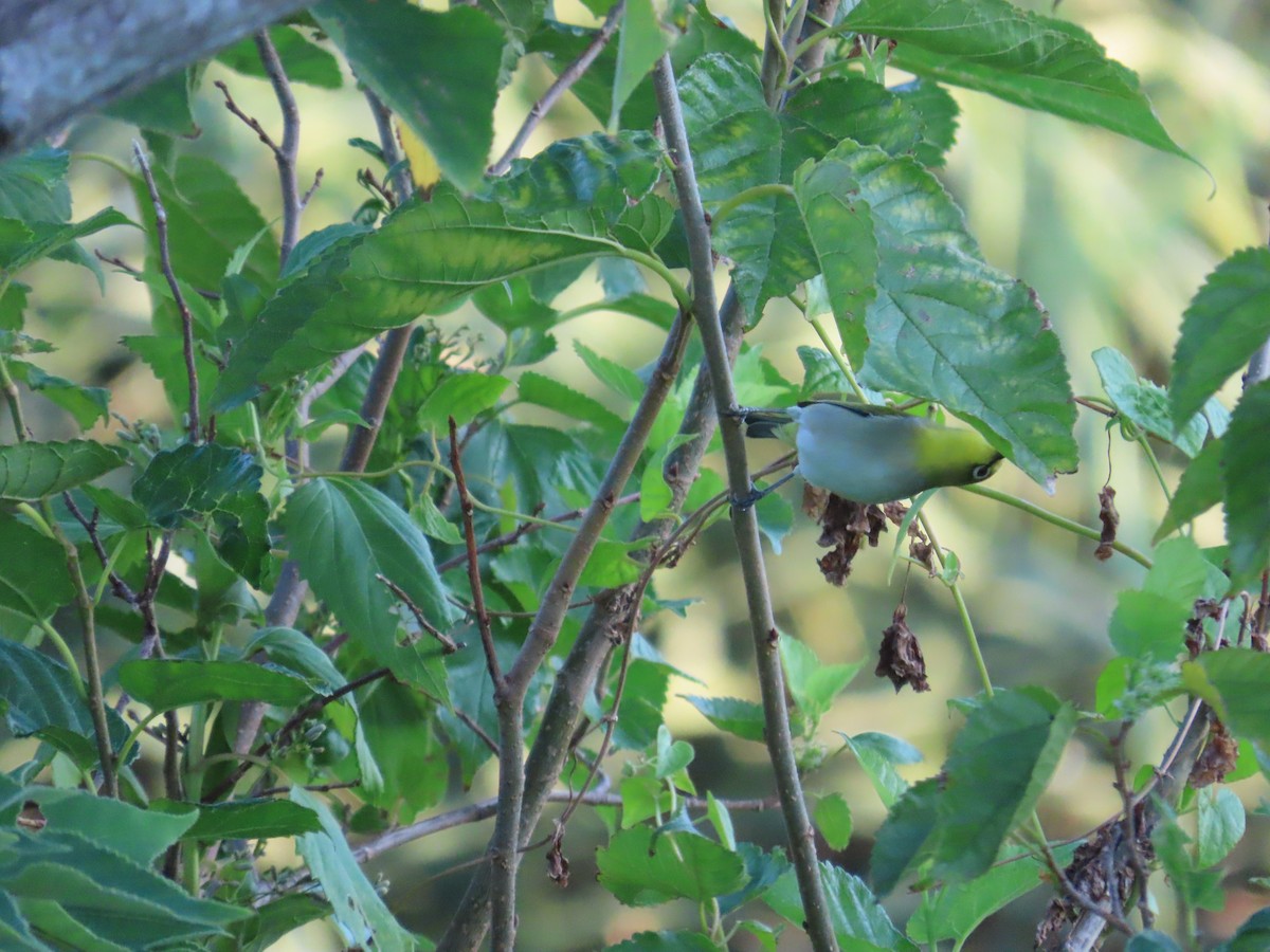 Swinhoe's White-eye - ML643080074