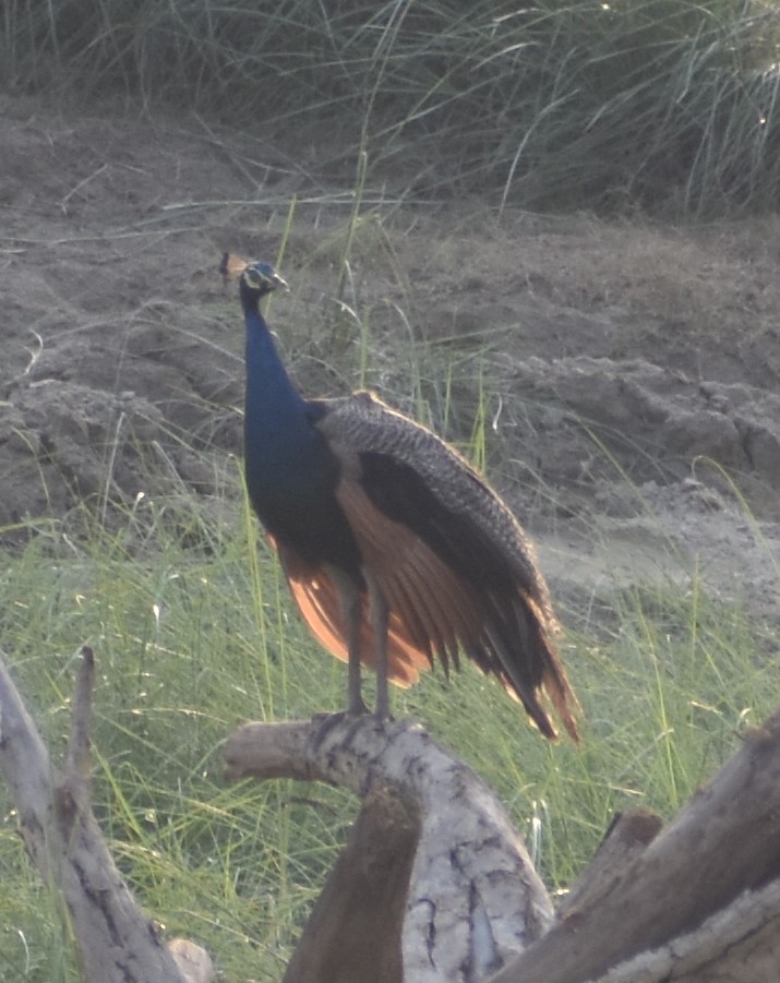 Indian Peafowl - ML643080075