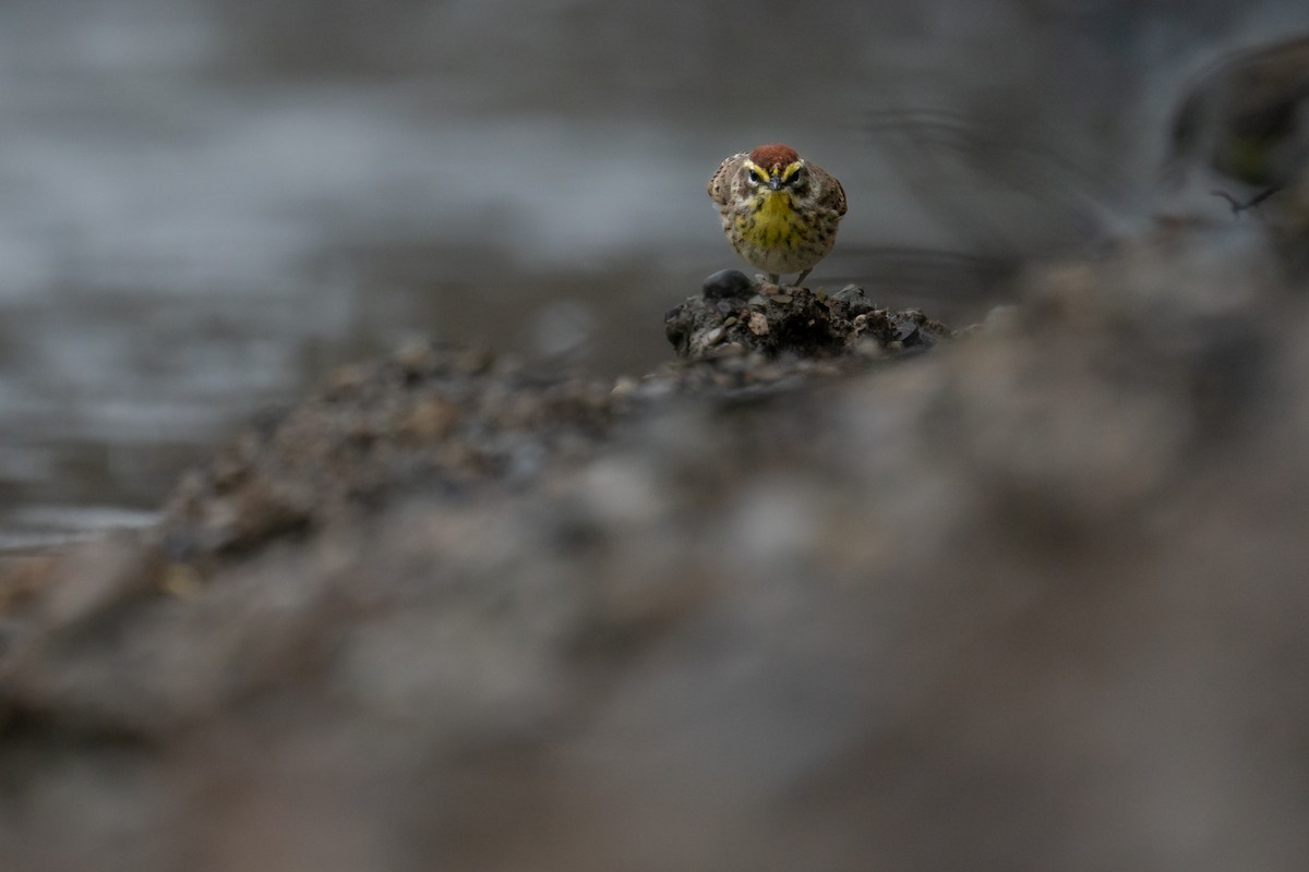 Palm Warbler - ML643080086