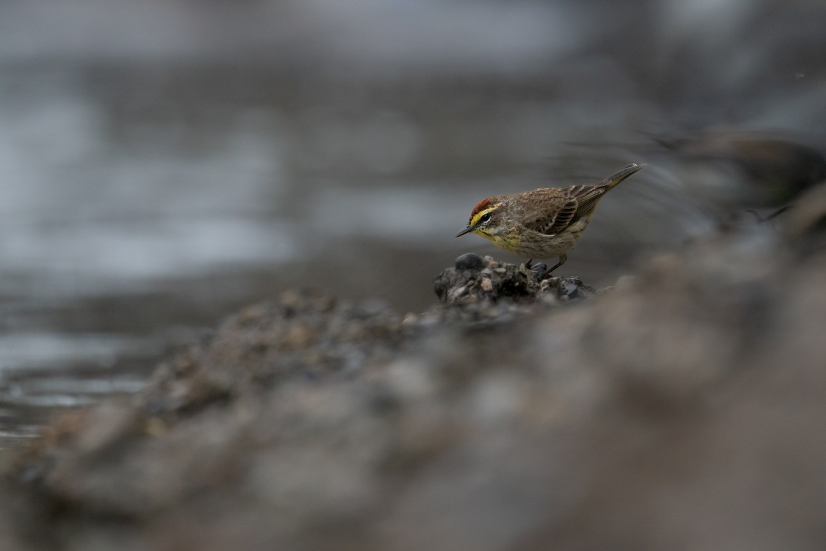 Palm Warbler - ML643080087