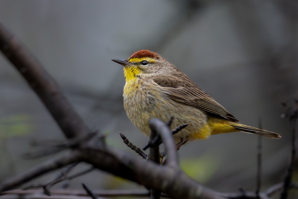 Palm Warbler - ML643080088