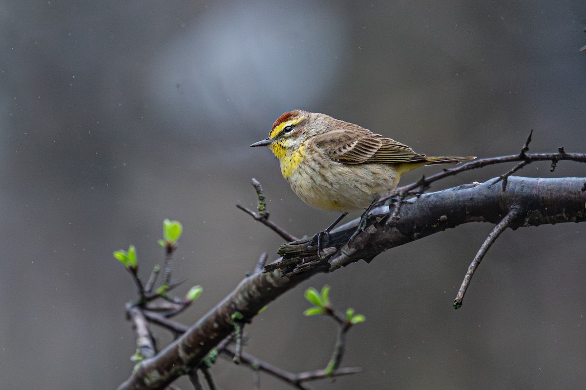 Palm Warbler - ML643080089