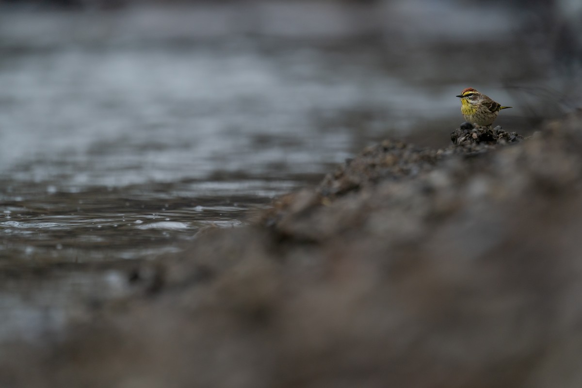 Palm Warbler - ML643080090
