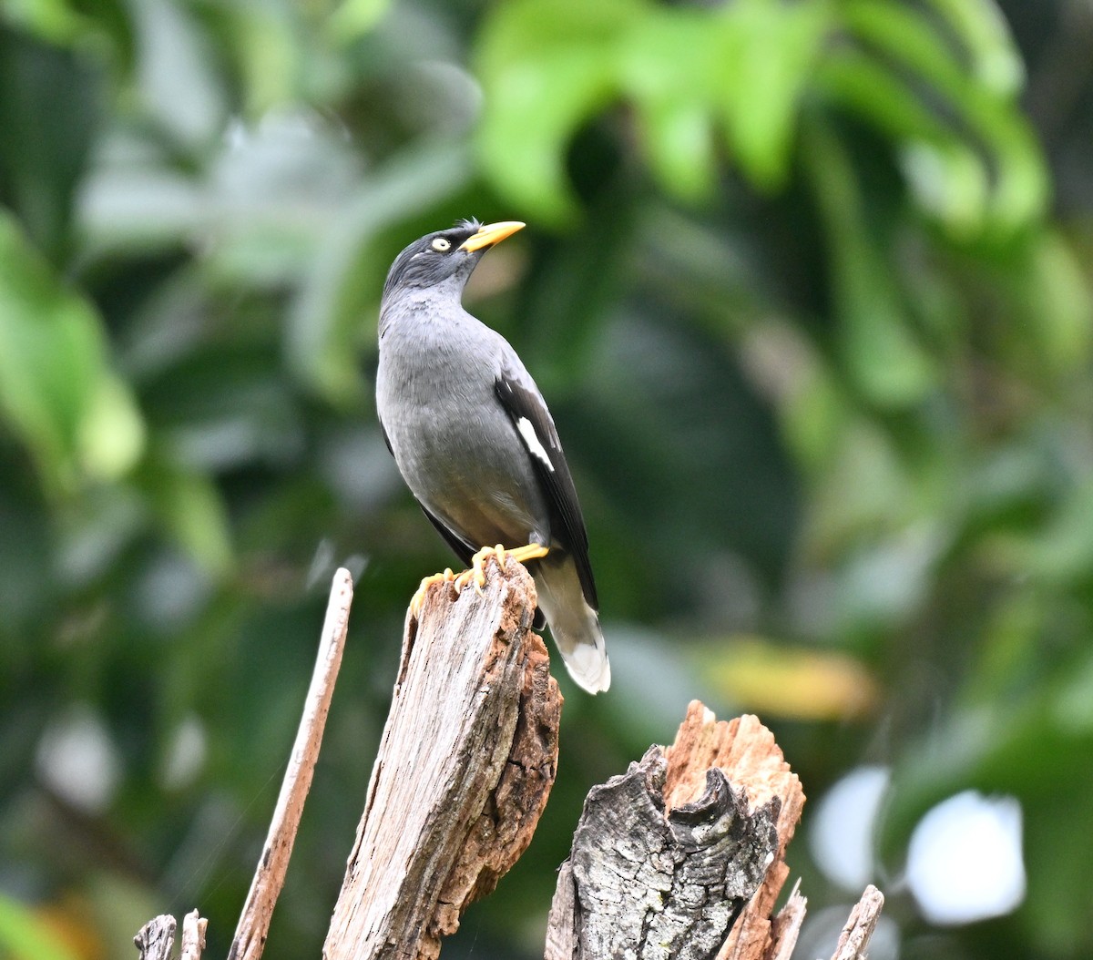 Javan Myna - ML643080099