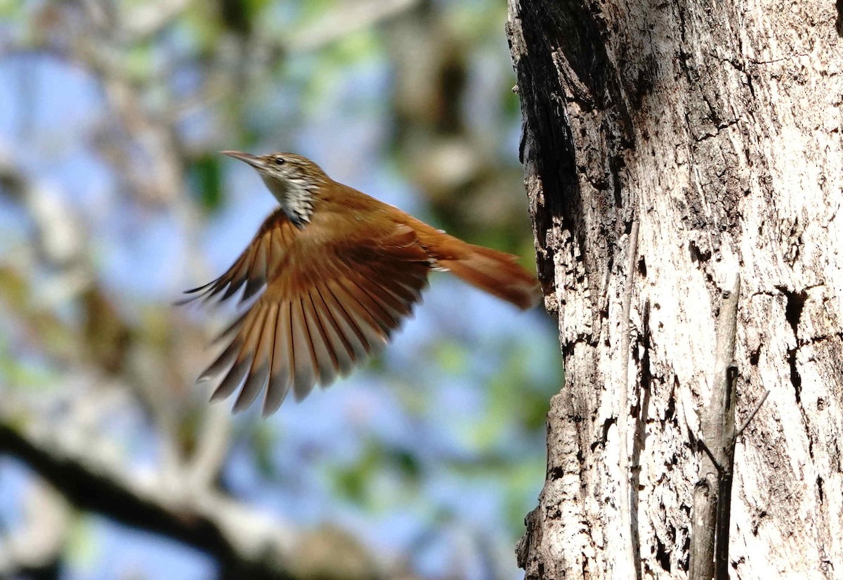 Scaled Woodcreeper - ML643080106
