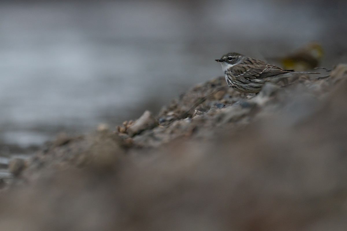 Yellow-rumped Warbler - ML643080108