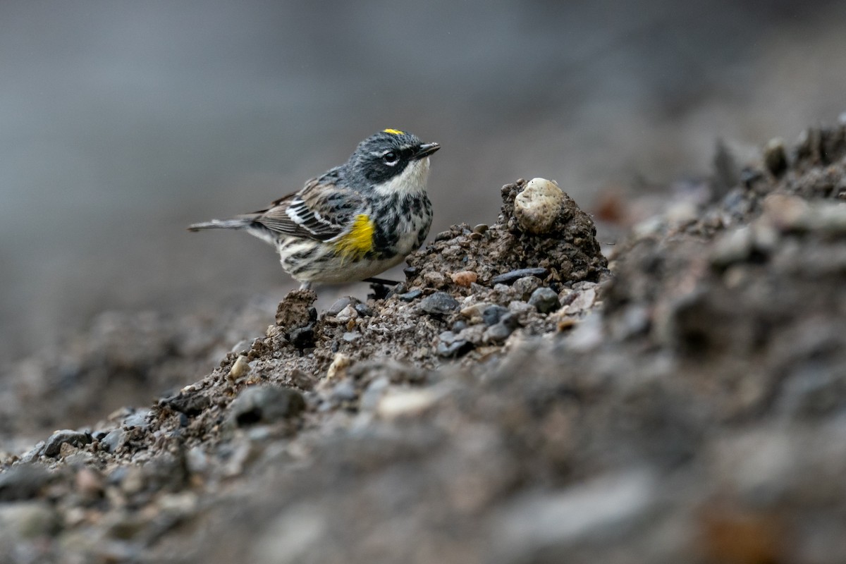 Yellow-rumped Warbler - ML643080109