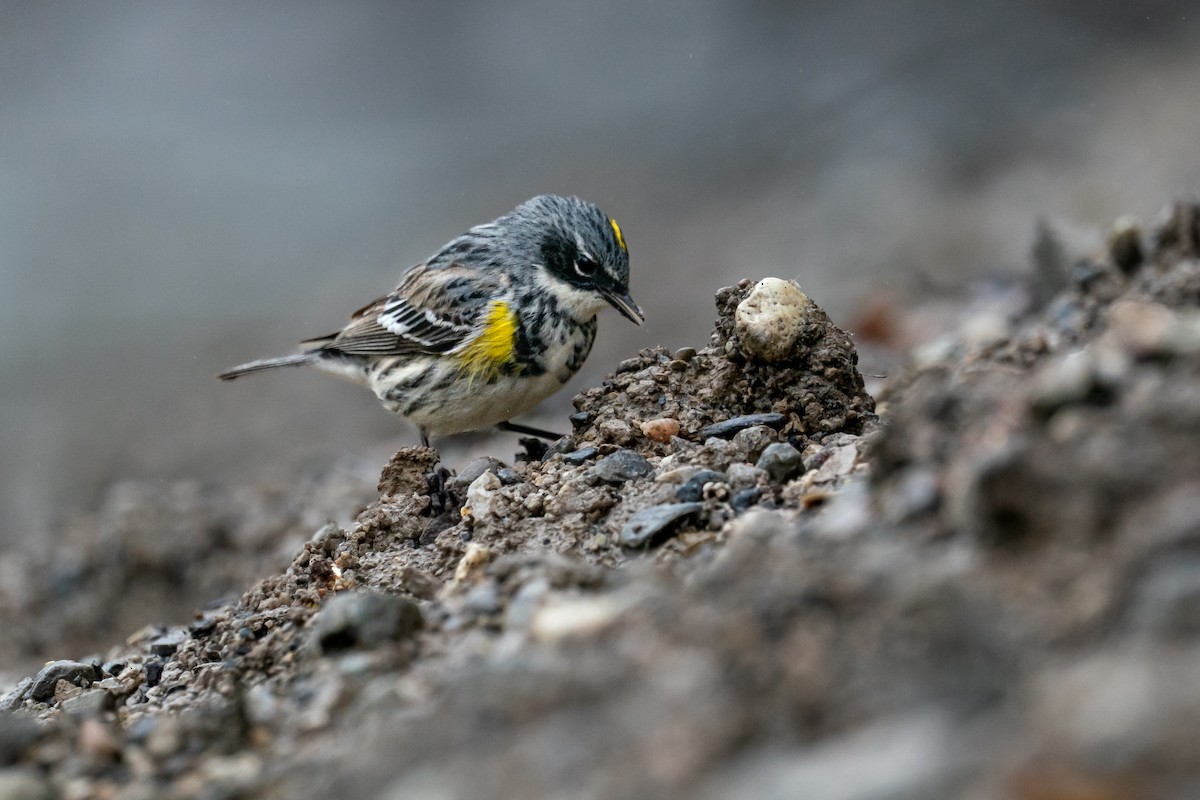 Yellow-rumped Warbler - ML643080110
