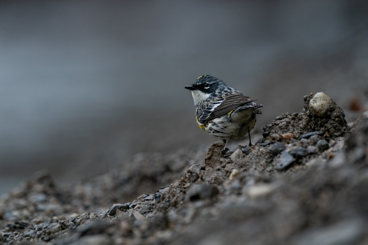 Yellow-rumped Warbler - ML643080111