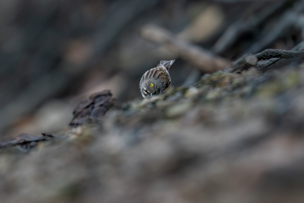 Yellow-rumped Warbler - ML643080112