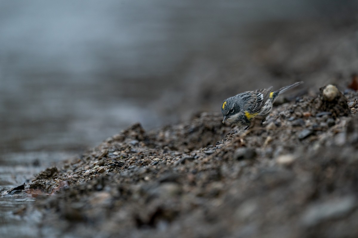 Yellow-rumped Warbler - ML643080113